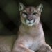 Fatal Suspected Mountain Lion Attack Follows Recent Aggressive Encounter