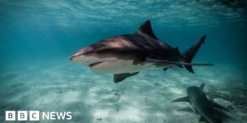 How Sydney's Beaches Faced a 'Perfect Storm' of Environmental Challenges