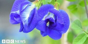 Indian Farmers Embrace Butterfly Pea Flower for Sustainable Agriculture