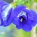 Indian Farmers Embrace Butterfly Pea Flower for Sustainable Agriculture
