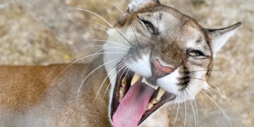 Investigation Underway into Woman's Death Believed Linked to Mountain Lion Attack