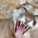 Investigation Underway into Woman's Death Believed Linked to Mountain Lion Attack