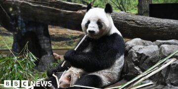 Japan Returns Giant Pandas to China Amid Diplomatic Tensions