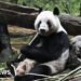 Japan Returns Giant Pandas to China Amid Diplomatic Tensions