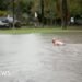 Man Swims in Flooded Sydney Golf Course Following Severe Rainfall