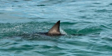 Minnesota Woman Arlene Lillis Killed in Shark Attack in U.S. Virgin Islands