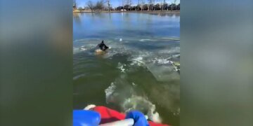 Missouri Firefighters Rescue Dog from Icy Lake in Daring Operation