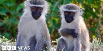 Monkeys Capture Attention as Four-Day Search Concludes in St. Louis