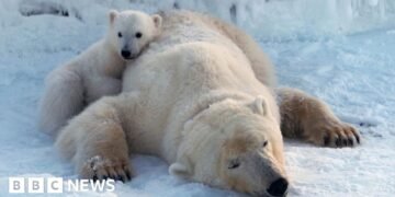 Norwegian Islands' Polar Bears Thrive and Gain Weight Amid Ice Loss, Study Finds