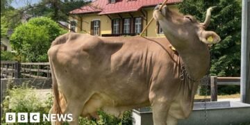 Scientists Surprised by Cow's Unexpected Use of Tools in Unique Behaviour Study