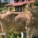 Scientists Surprised by Cow's Unexpected Use of Tools in Unique Behaviour Study