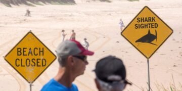 Surfer Escapes Unharmed in Sydney's Fourth Shark Attack in Three Days