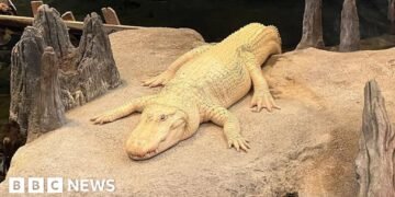 Thousands Pay Tribute to Beloved Albino Alligator, Claude, in San Francisco