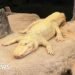 Thousands Pay Tribute to Beloved Albino Alligator, Claude, in San Francisco