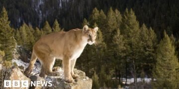 Tragic Death of Woman in Suspected Mountain Lion Attack in National Park