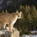 Tragic Death of Woman in Suspected Mountain Lion Attack in National Park