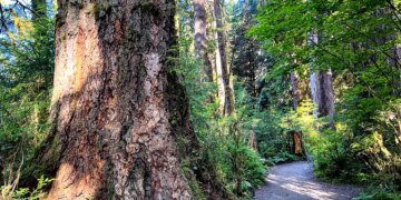 Two Hikers Fatally Injured by Falling Tree in Olympic National Forest