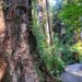 Two Hikers Fatally Injured by Falling Tree in Olympic National Forest