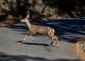 California Greenlights Sharpshooter Plan for Deer Population Control on Catalina Island
