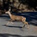 California Greenlights Sharpshooter Plan for Deer Population Control on Catalina Island