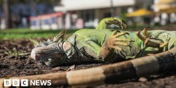 Florida Iguanas 'Cold Stunned' as Temperatures Drop, Fall from Trees