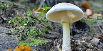 Four Fatalities and Three Liver Transplants Linked to Death Cap Mushrooms in California