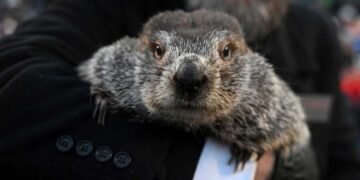 Groundhog Day 2023: Punxsutawney Phil's Winter Forecast in the Limelight