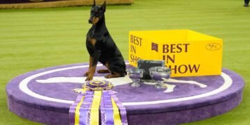 Highlights from the 150th Westminster Dog Show: A Celebrated Canine Tradition
