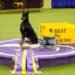 Highlights from the 150th Westminster Dog Show: A Celebrated Canine Tradition
