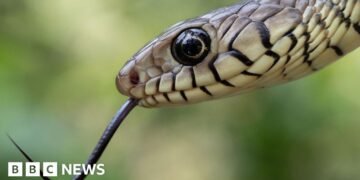 India’s Snakebite Crisis Claims Tens of Thousands Annually, Urgent Action Needed