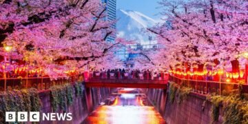 Japanese City Cancels Cherry Blossom Festival Due to Visitor Misconduct