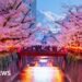 Japanese City Cancels Cherry Blossom Festival Due to Visitor Misconduct