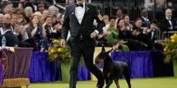 Penny the Doberman Pinscher Wins 150th Westminster Dog Show Title