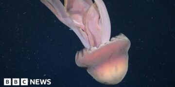 Rare Phantom Jellyfish Sighting Observed in Argentina's Deep Sea Waters