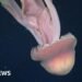Rare Phantom Jellyfish Sighting Observed in Argentina's Deep Sea Waters