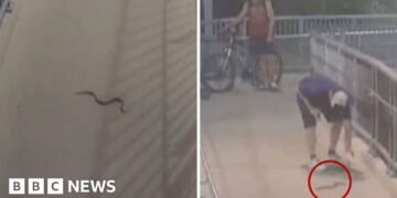 Snake Causes Disruption for Commuters at Sydney Train Station