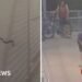 Snake Causes Disruption for Commuters at Sydney Train Station
