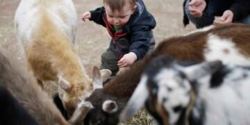 The Evolution of the Word 'Kid': A Historical Look at Its Meaning