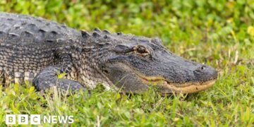 Zambian Fisherman Killed by Crocodile While Escaping Elephants